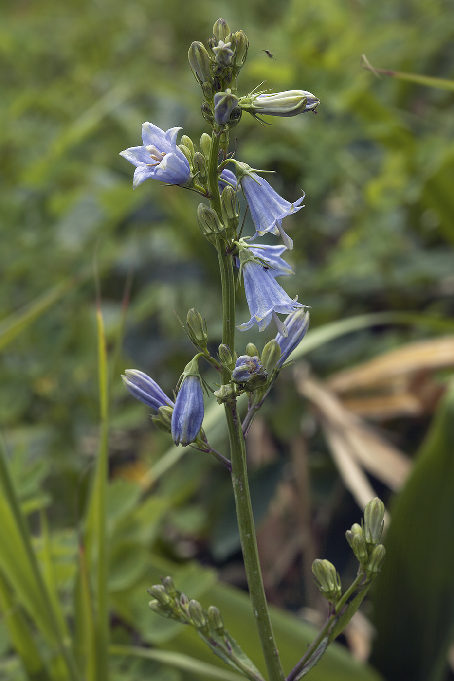 Изображение особи Adenophora triphylla.