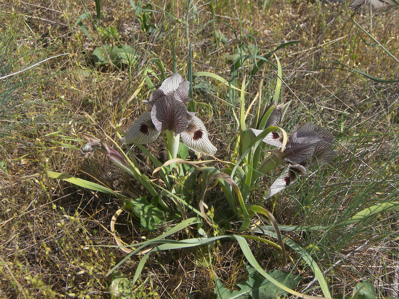 Image of Iris grossheimii specimen.