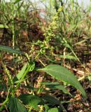 Atriplex nudicaulis