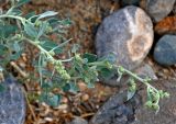 Chenopodium frutescens. Верхушки побегов с соцветиями. Алтай, Кош-Агачский р-н, долина р. Кызыл-Чин, ≈ 1700 м н.у.м., горная полупустыня. 12.06.2019.