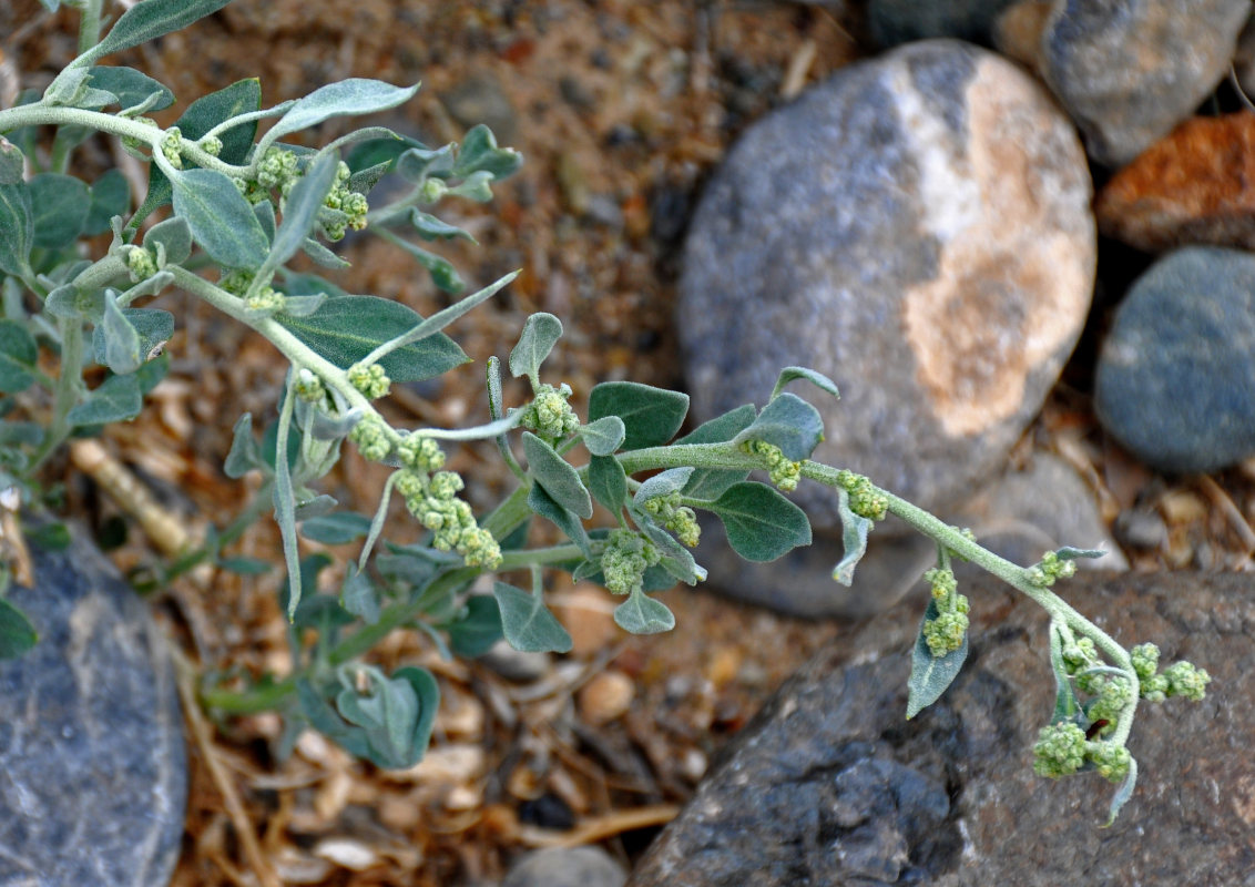 Image of Chenopodium frutescens specimen.