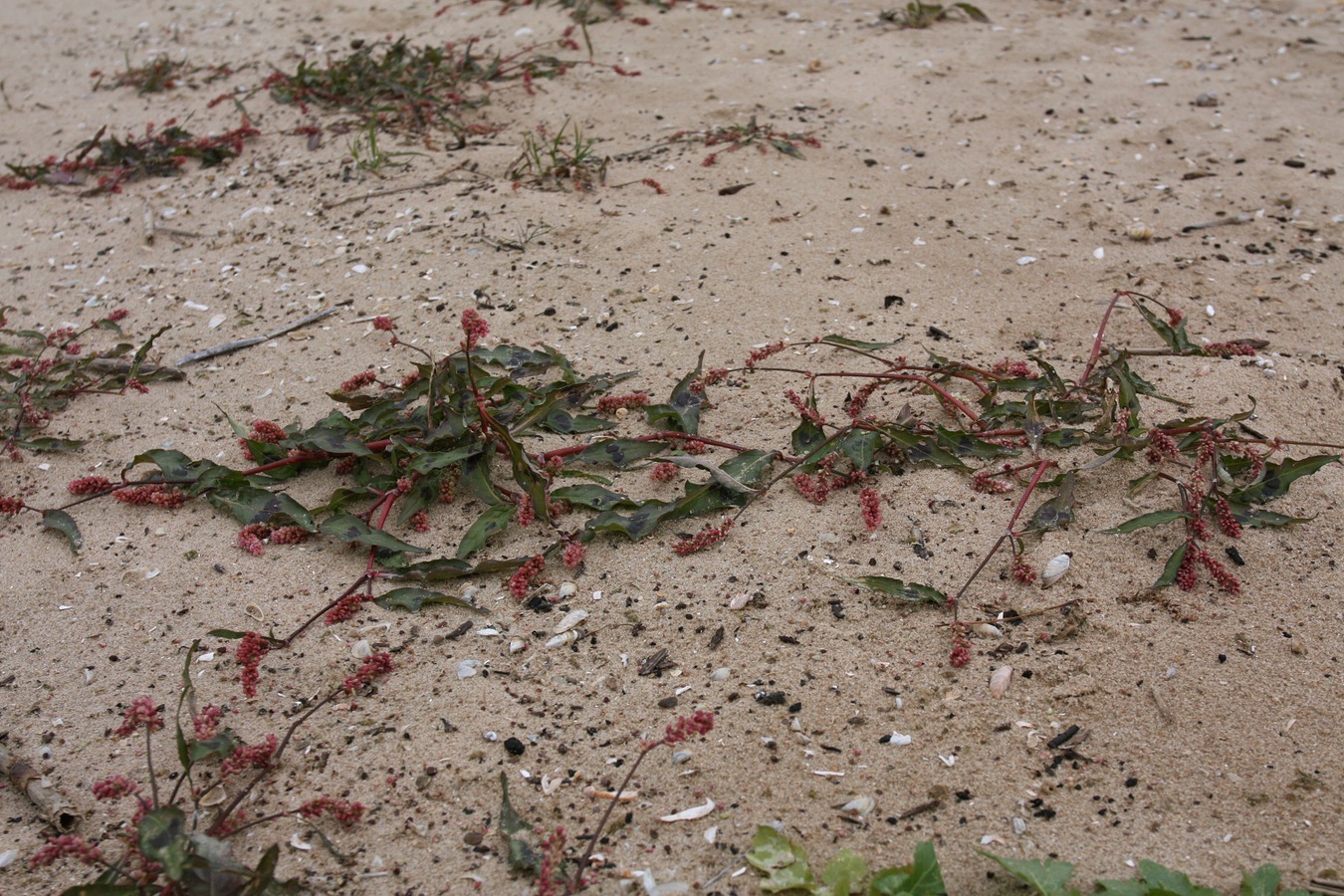 Изображение особи Persicaria maculosa.