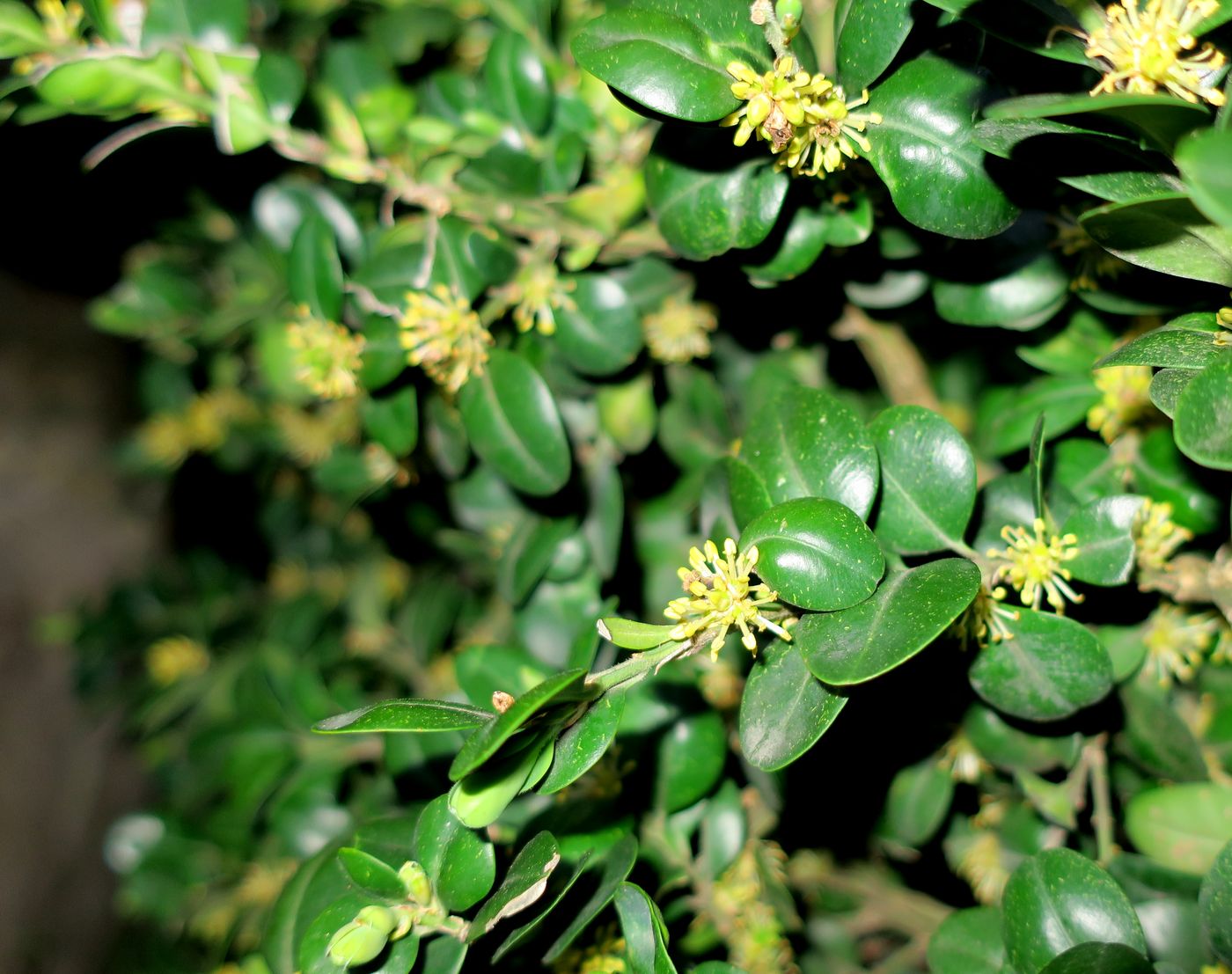 Image of Buxus sempervirens specimen.