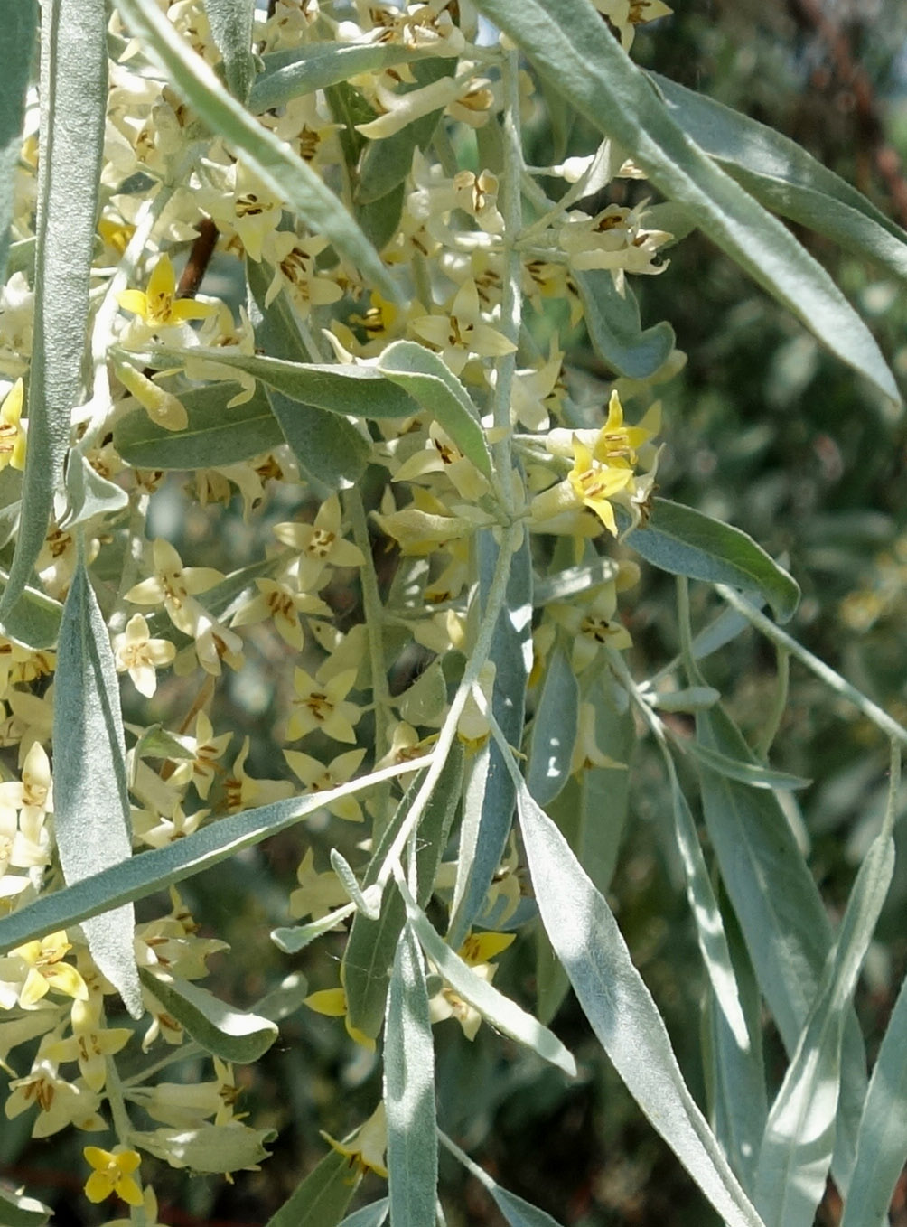 Image of Elaeagnus angustifolia specimen.