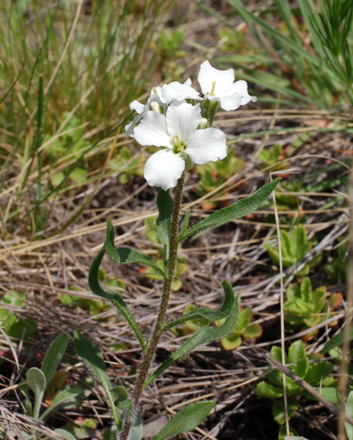 Image of Clausia aprica specimen.