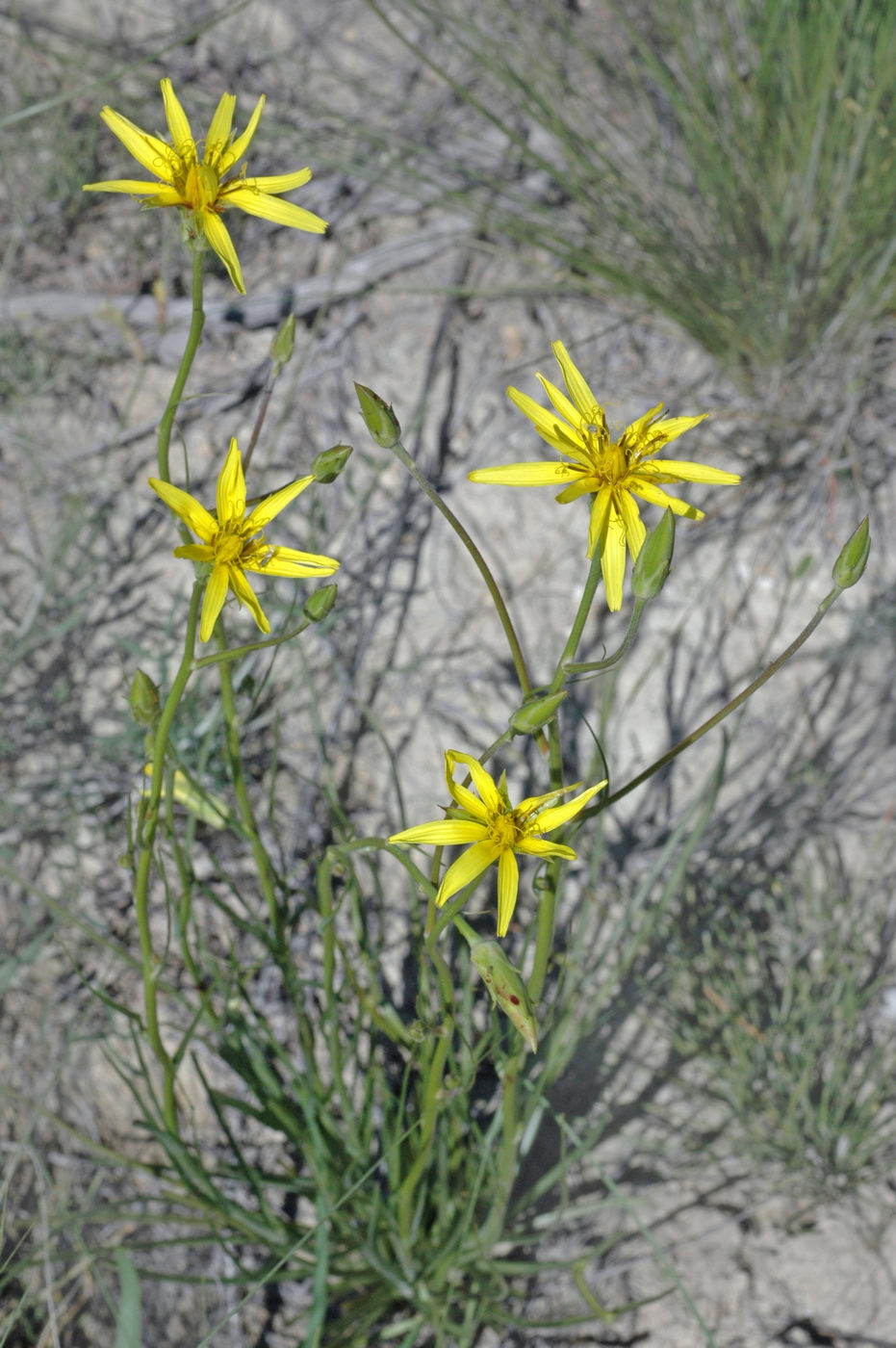 Image of Scorzonera stricta specimen.