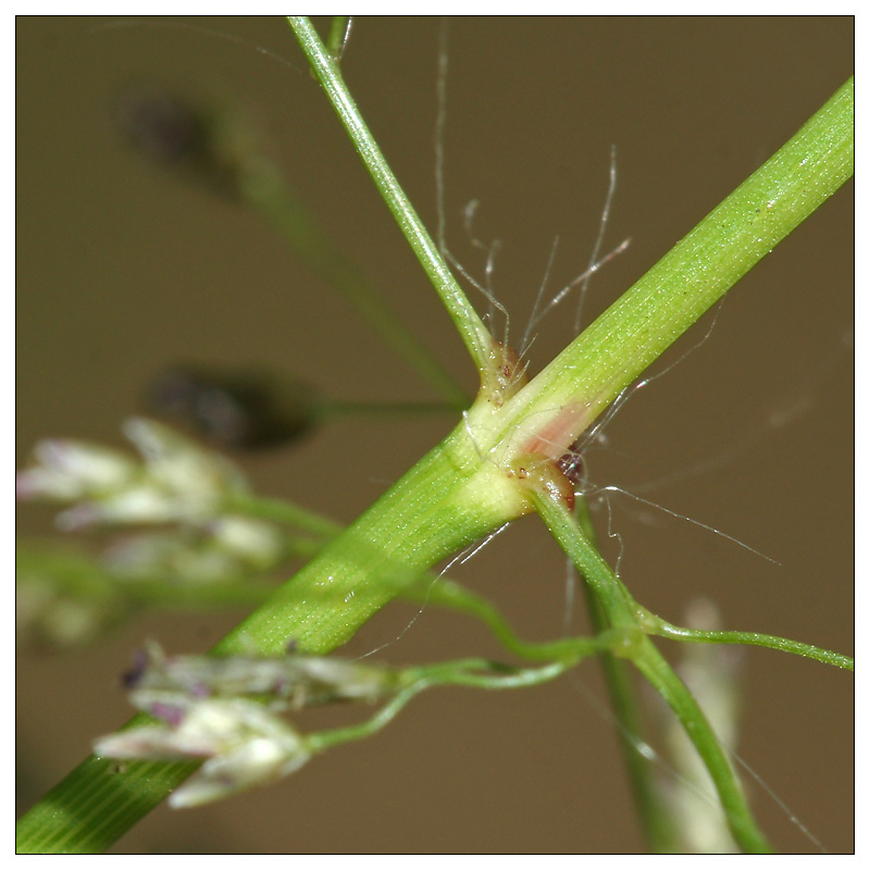 Изображение особи Eragrostis amurensis.