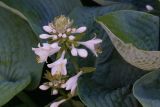 Hosta sieboldiana