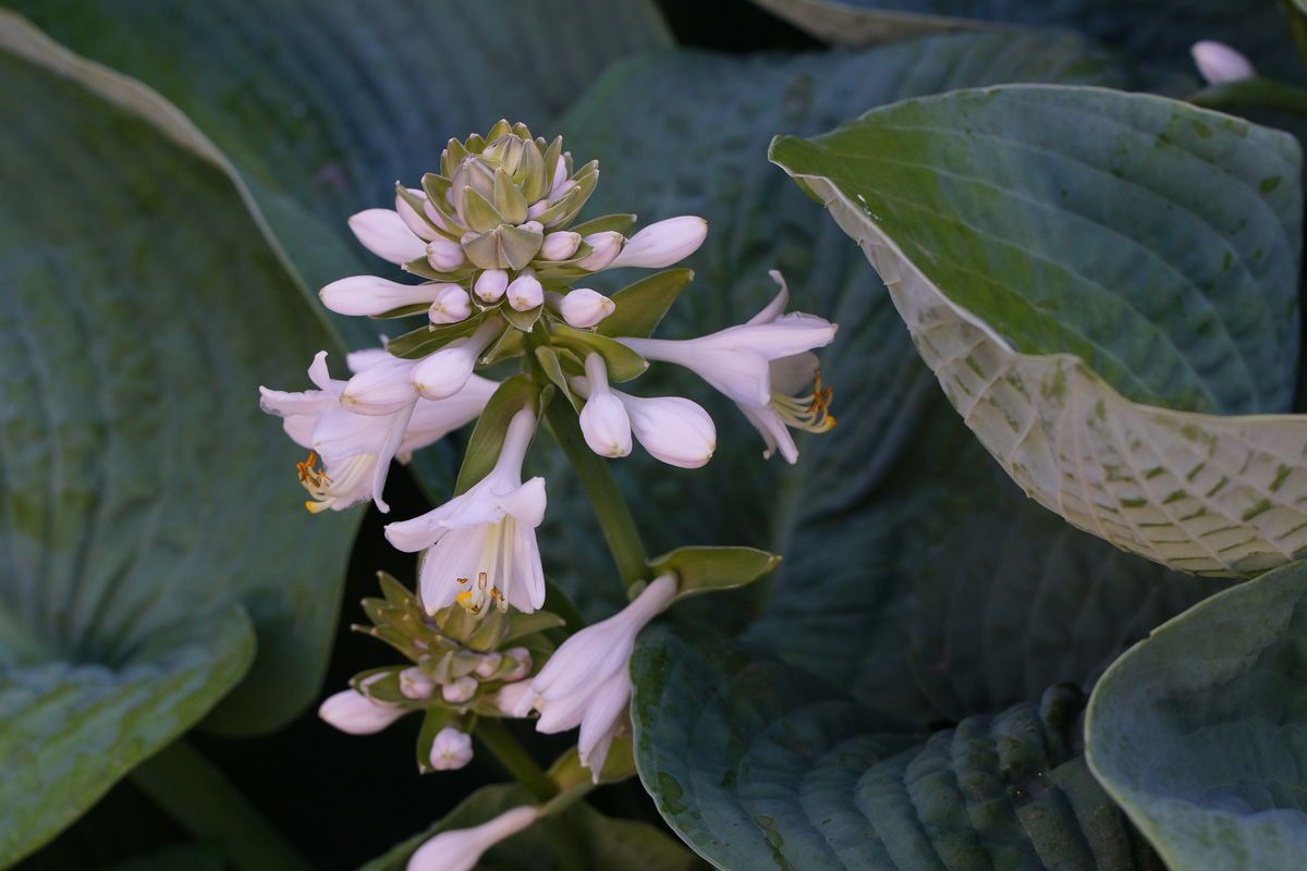 Изображение особи Hosta sieboldiana.