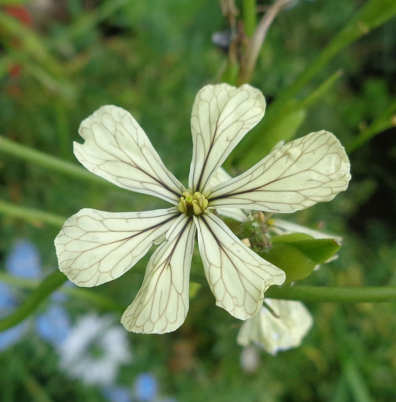 Изображение особи Eruca sativa.