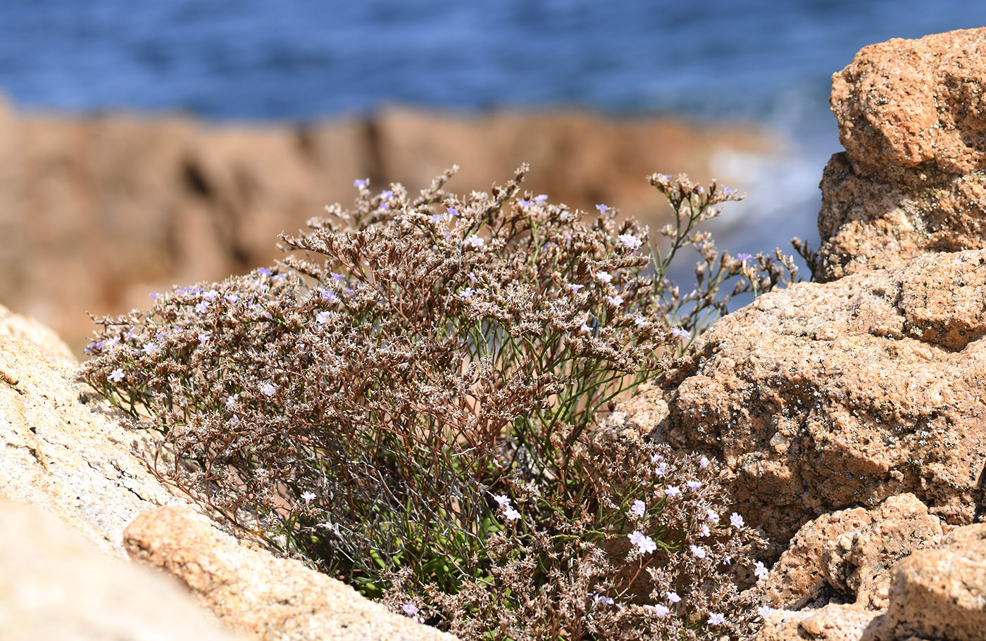 Изображение особи род Limonium.