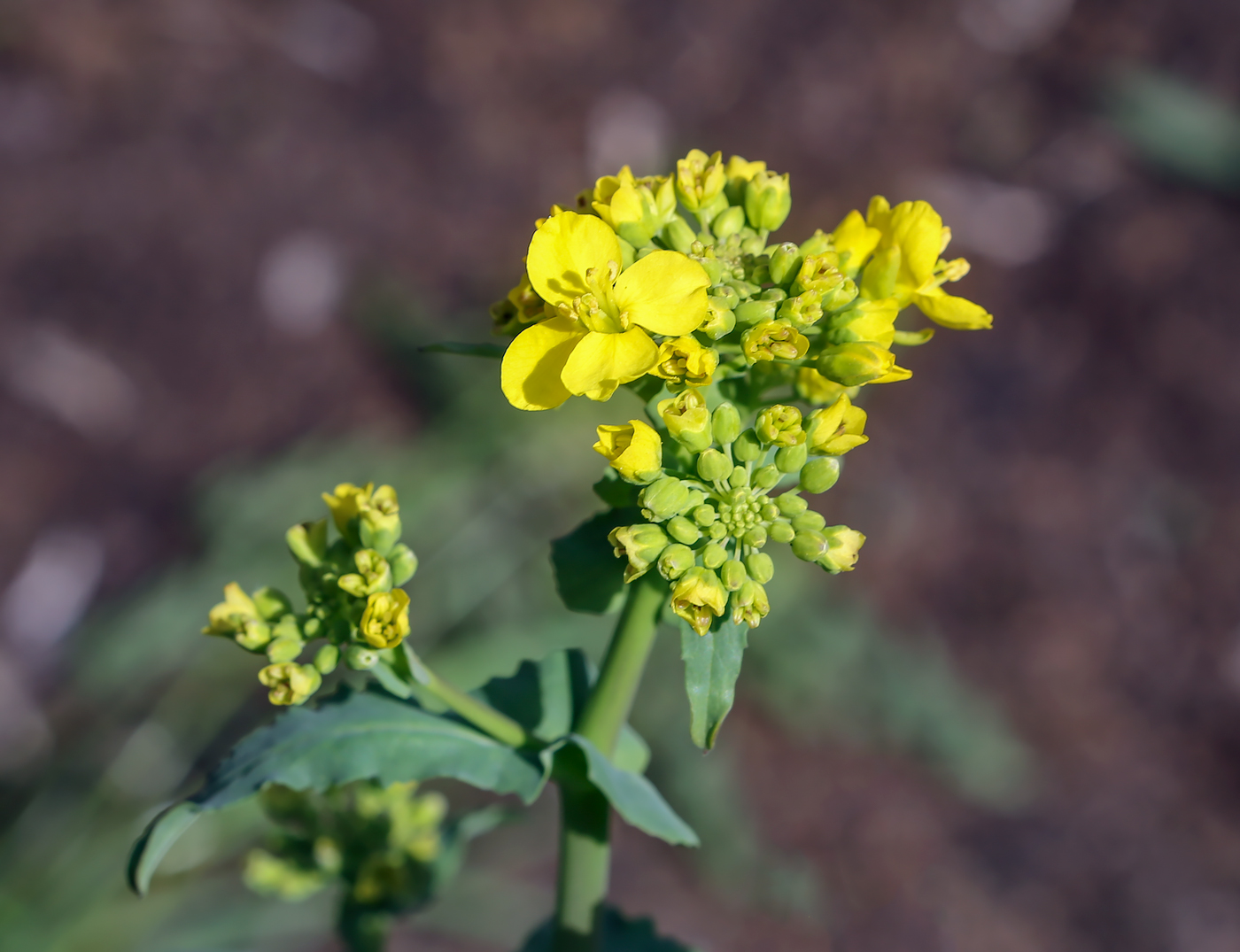 Изображение особи Brassica napus.