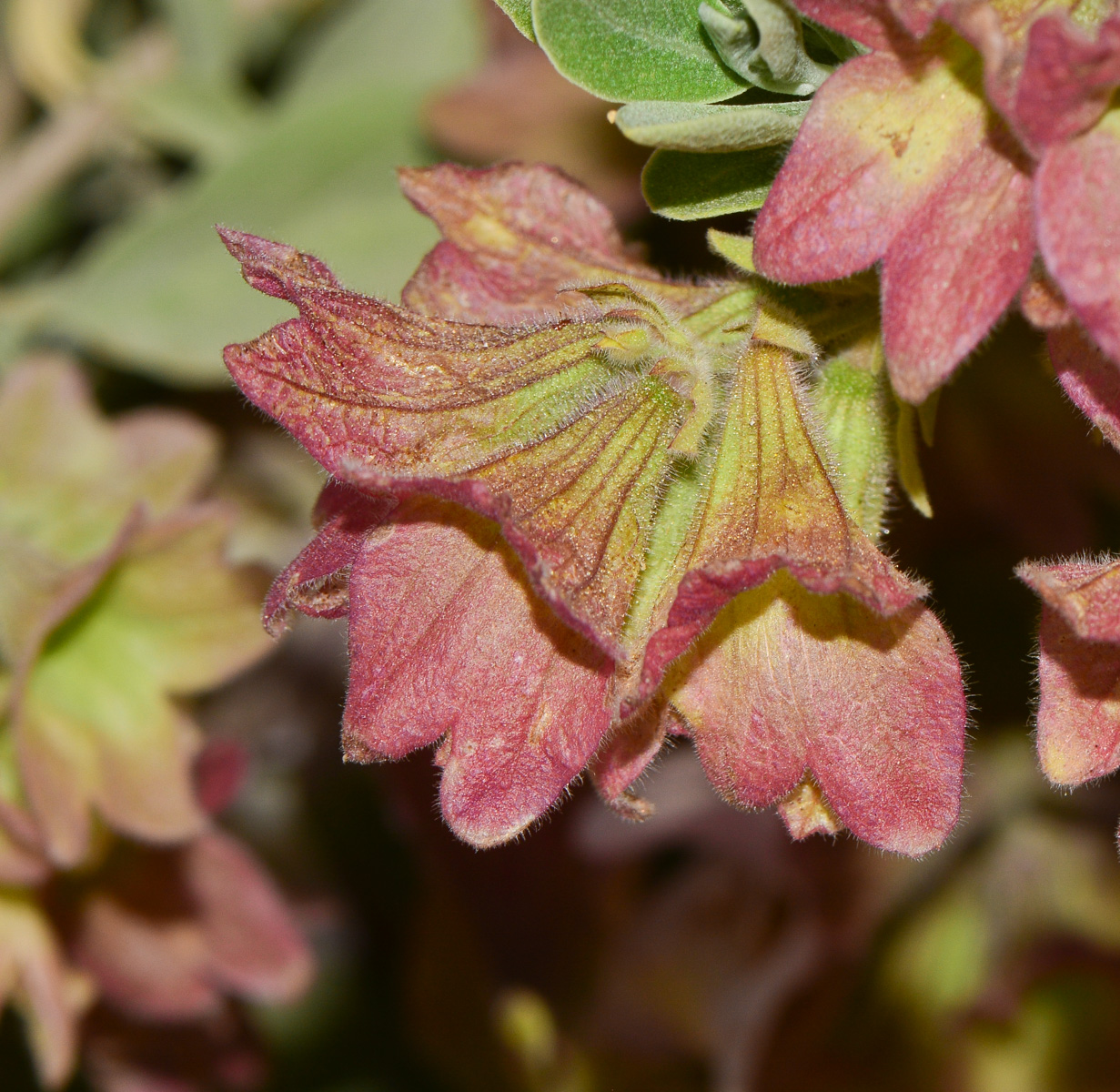 Image of Salvia dolomitica specimen.