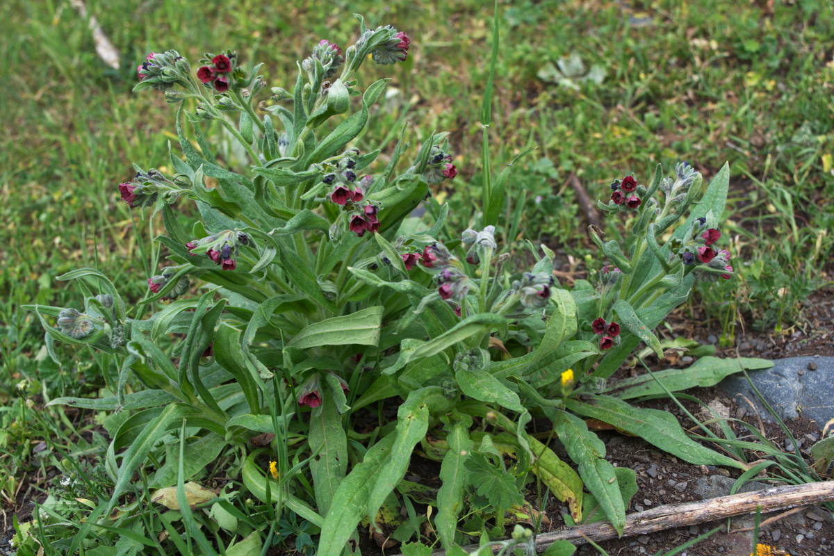 Изображение особи Cynoglossum officinale.