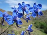 Delphinium longipedunculatum. Цветки. Южный Казахстан, сев. макросклон зап. части Киргизского хр., ущ. Шошкалы, ≈ 1000 м н.у.м., каменистый склон южной экспозиции. 7 июня 2020 г.