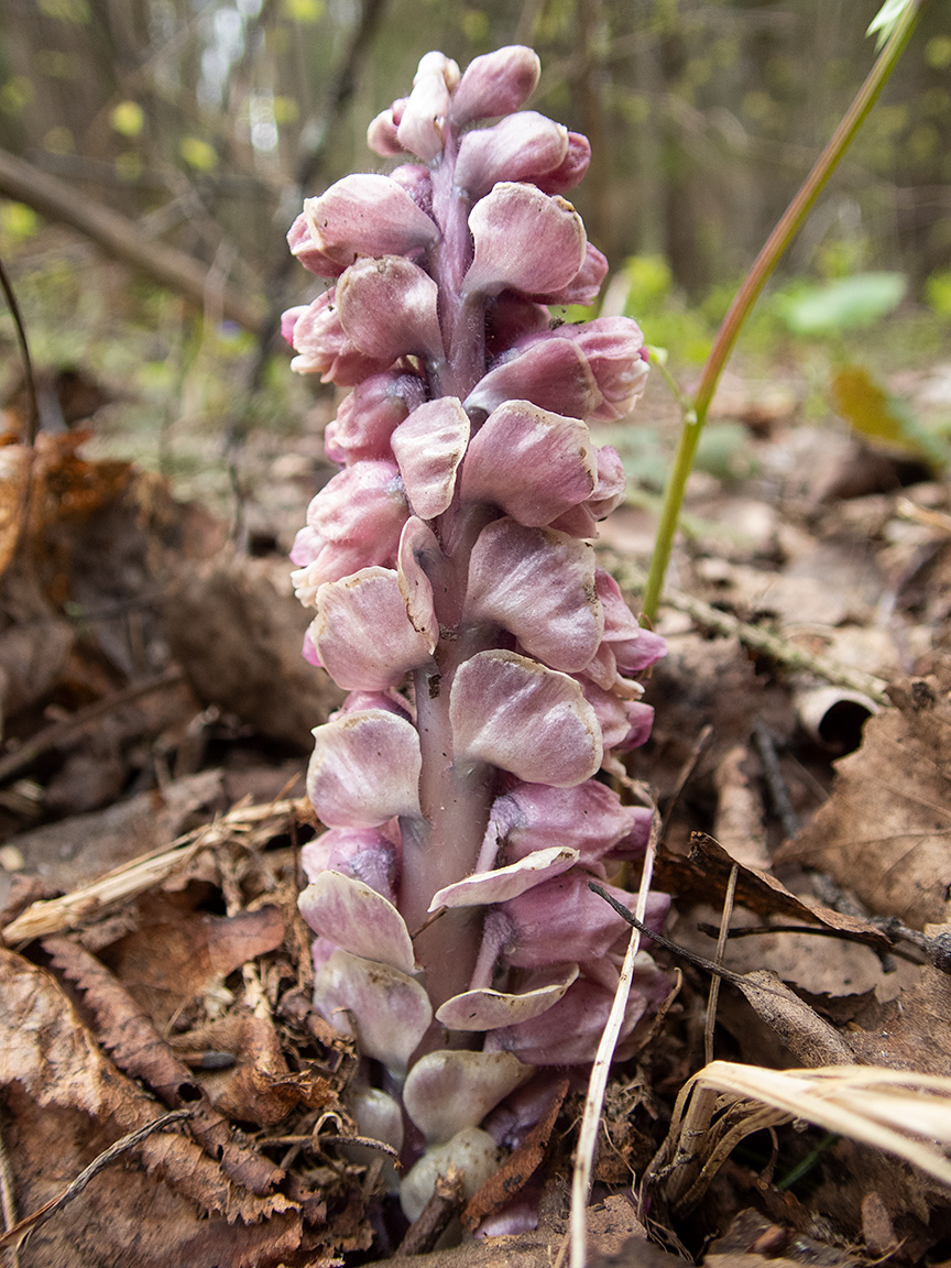 Image of Lathraea squamaria specimen.