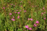 Dianthus deltoides