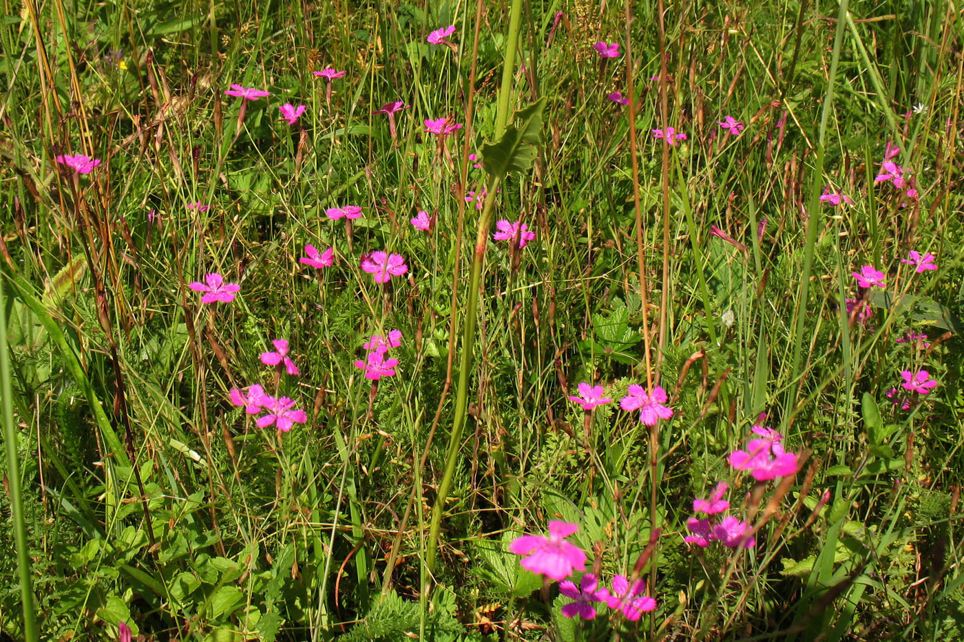 Изображение особи Dianthus deltoides.