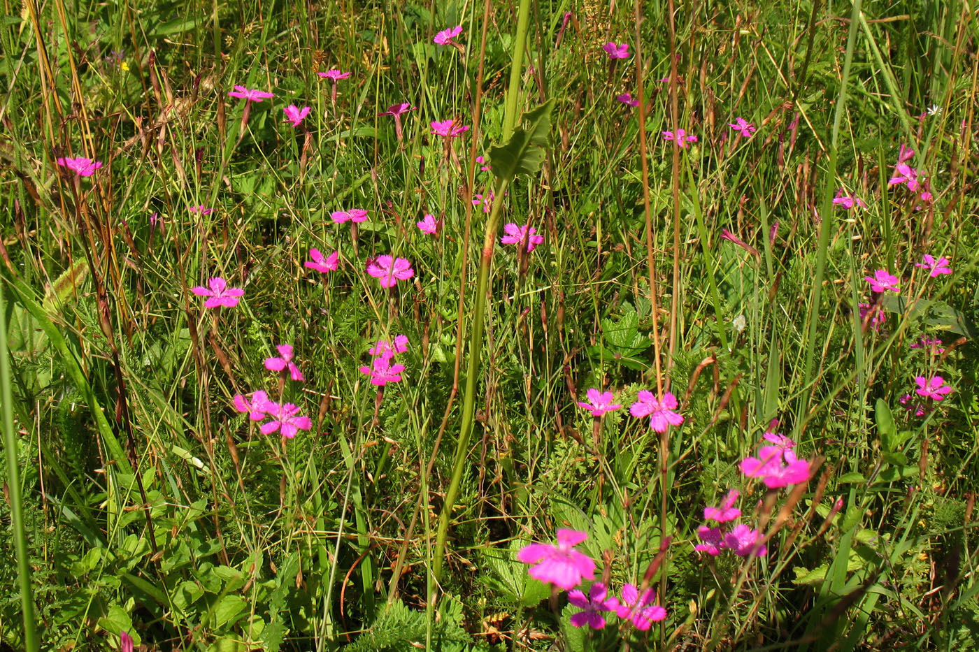 Изображение особи Dianthus deltoides.