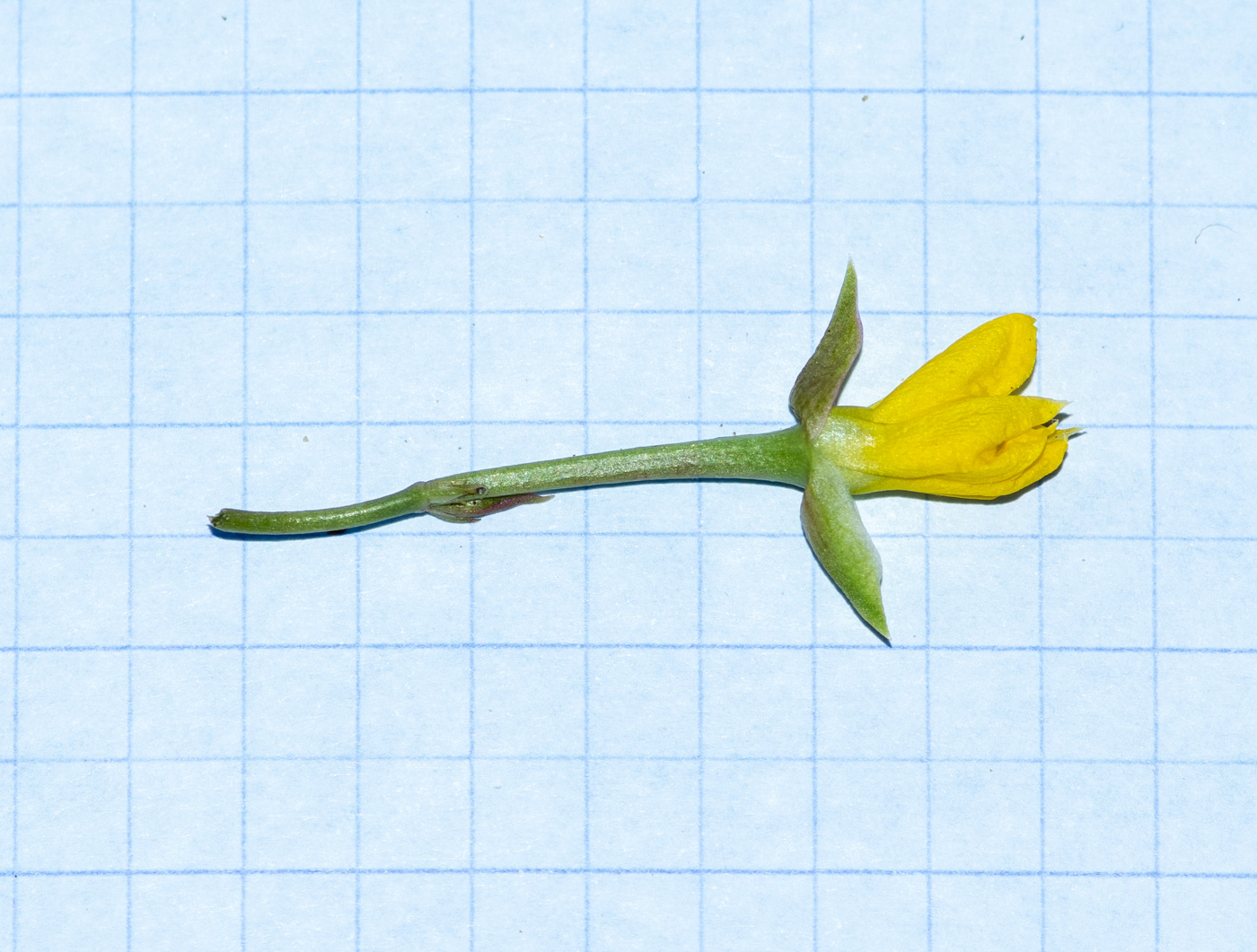 Image of Talinum caffrum specimen.