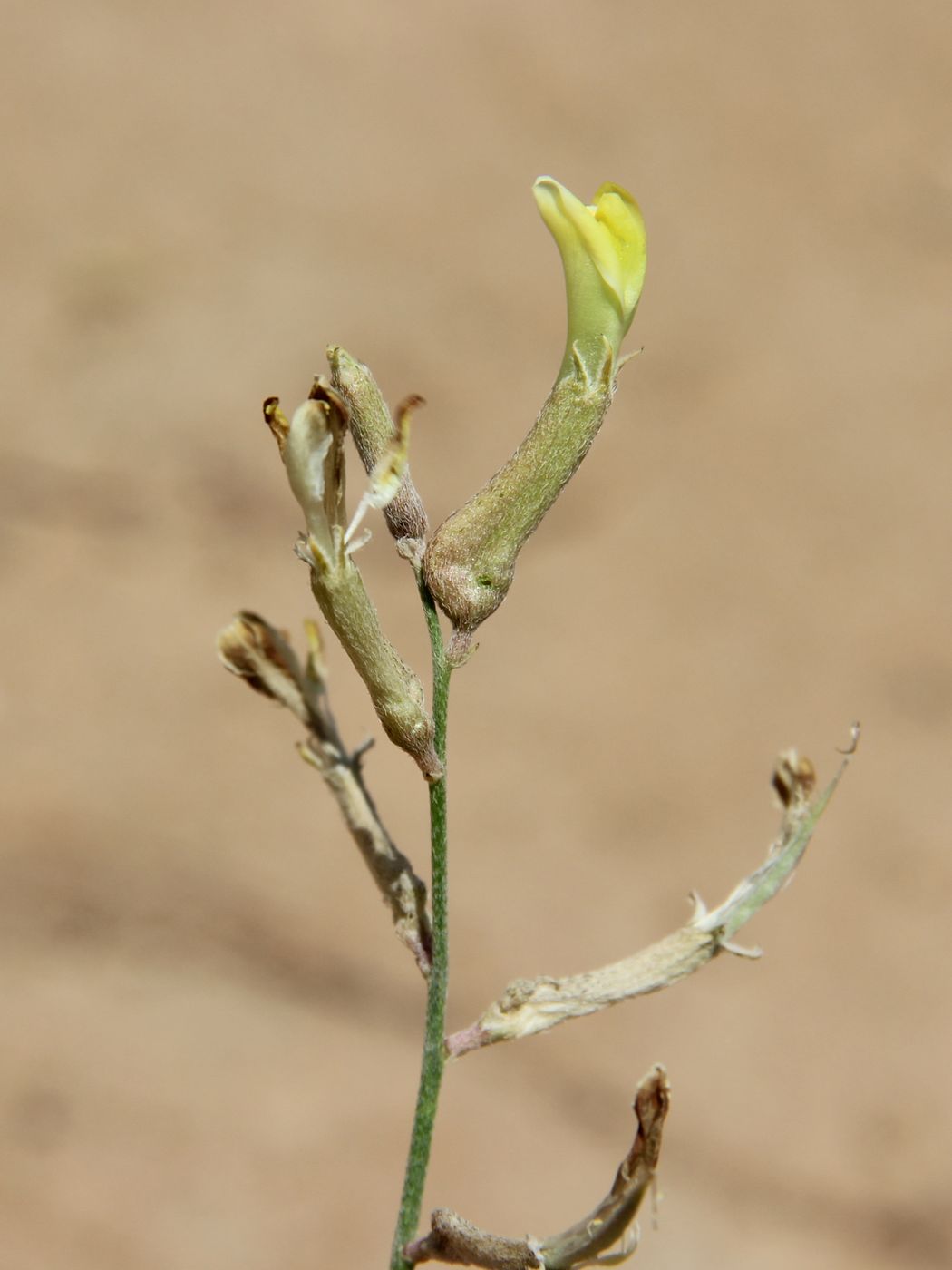 Изображение особи Astragalus exilis.