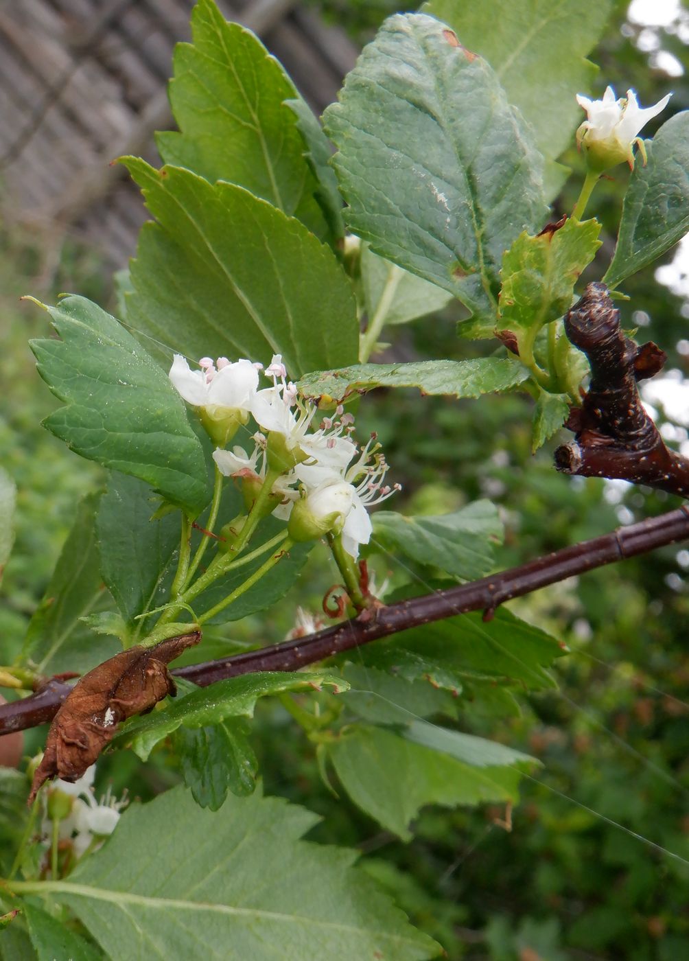 Изображение особи род Crataegus.