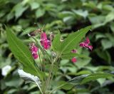 Impatiens glandulifera