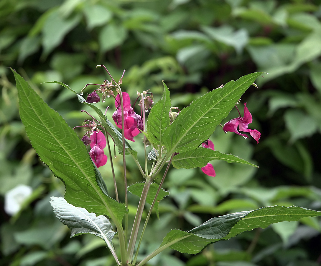Image of Impatiens glandulifera specimen.