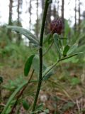 Leucanthemum vulgare