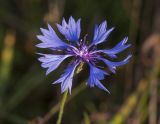 Реферат: Волошка синя - Centaurea cyanus L