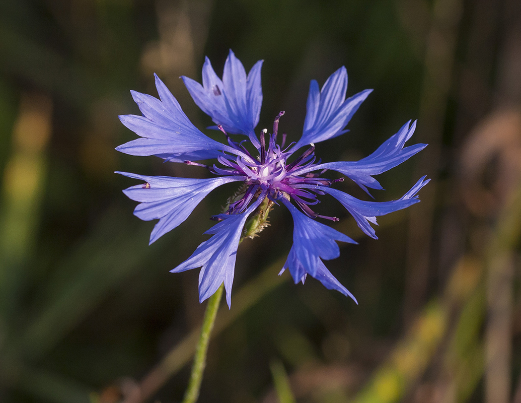 Изображение особи Centaurea cyanus.