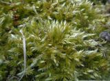 genus Brachythecium
