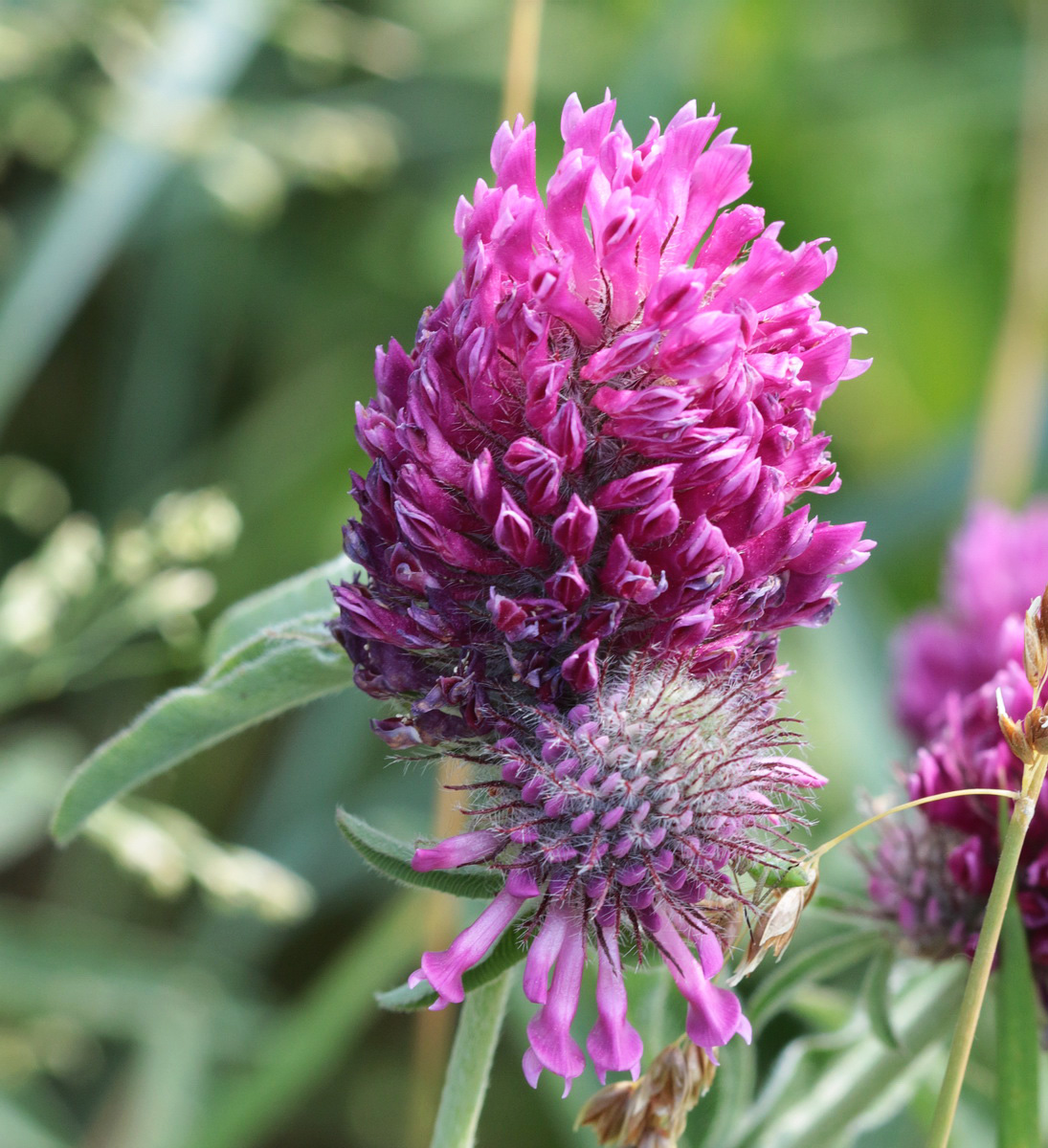 Image of Trifolium alpestre specimen.