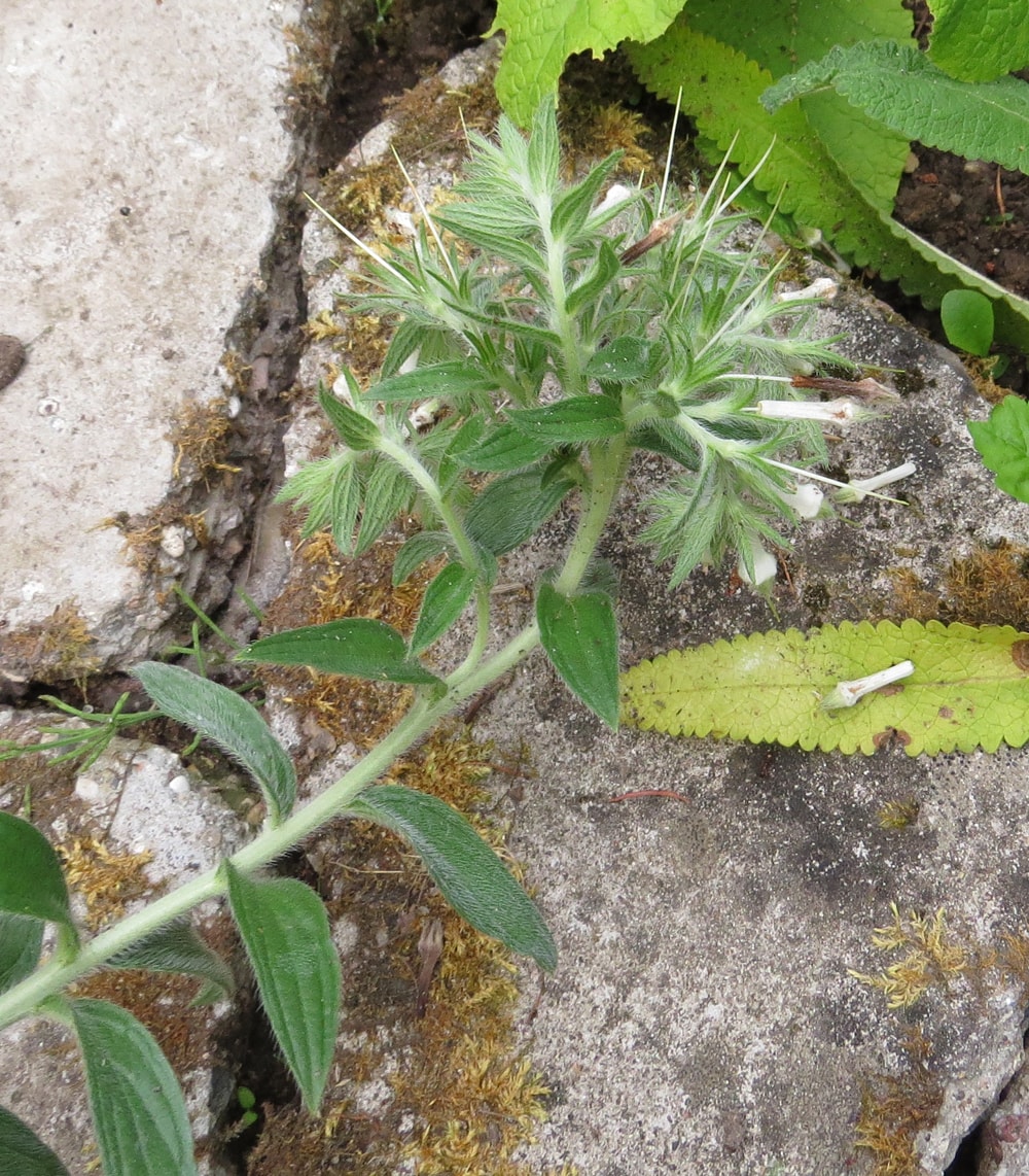 Image of Lithospermum onosmodium specimen.