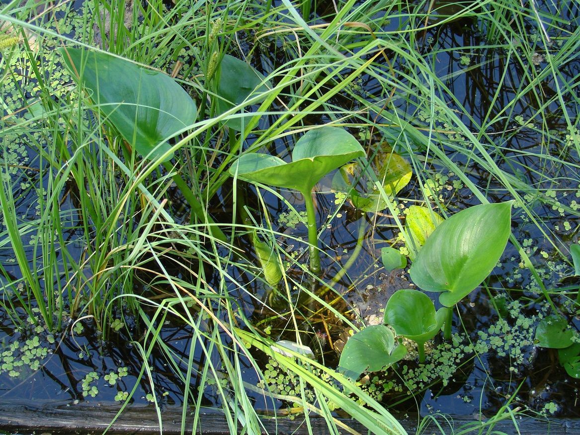 Изображение особи Calla palustris.