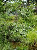 род Betula. Молодое дерево у ручья. Приморский край, Ольгинский р-н, 6 км Ю-В с. Милоградово, бух. Красная Скала. 13.08.2009.