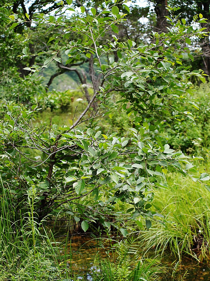 Image of genus Betula specimen.