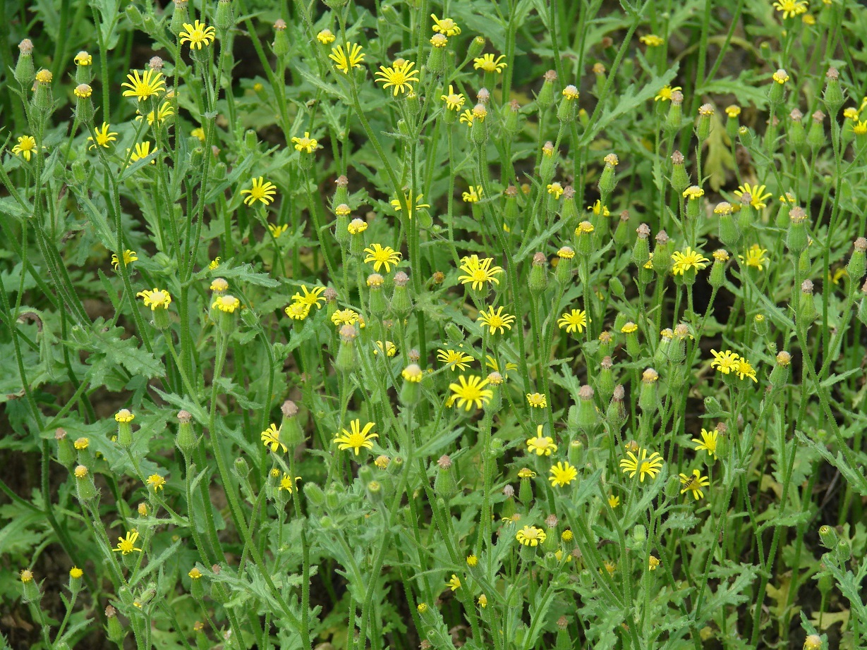 Изображение особи Senecio viscosus.