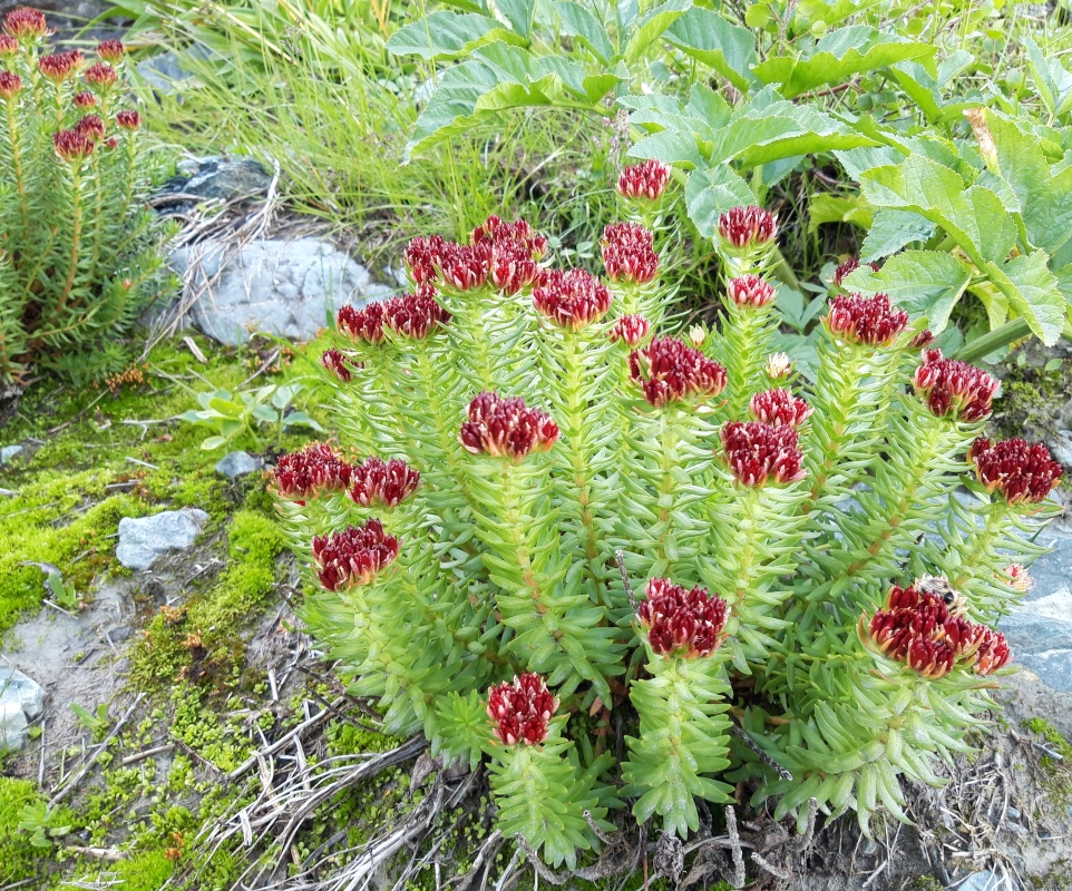 Изображение особи Rhodiola algida.