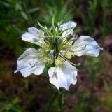 Nigella arvensis