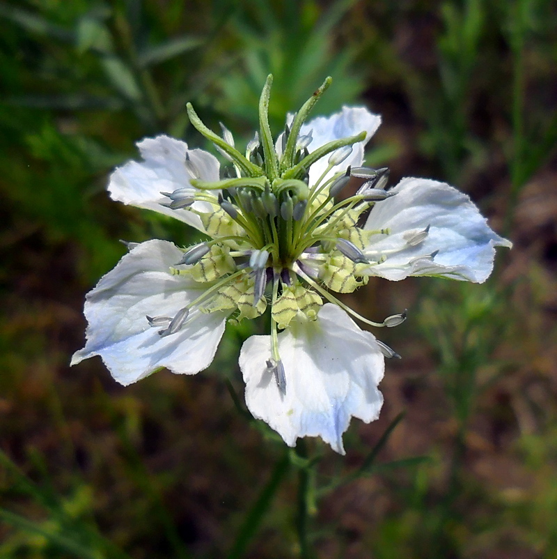 Image of Nigella arvensis specimen.