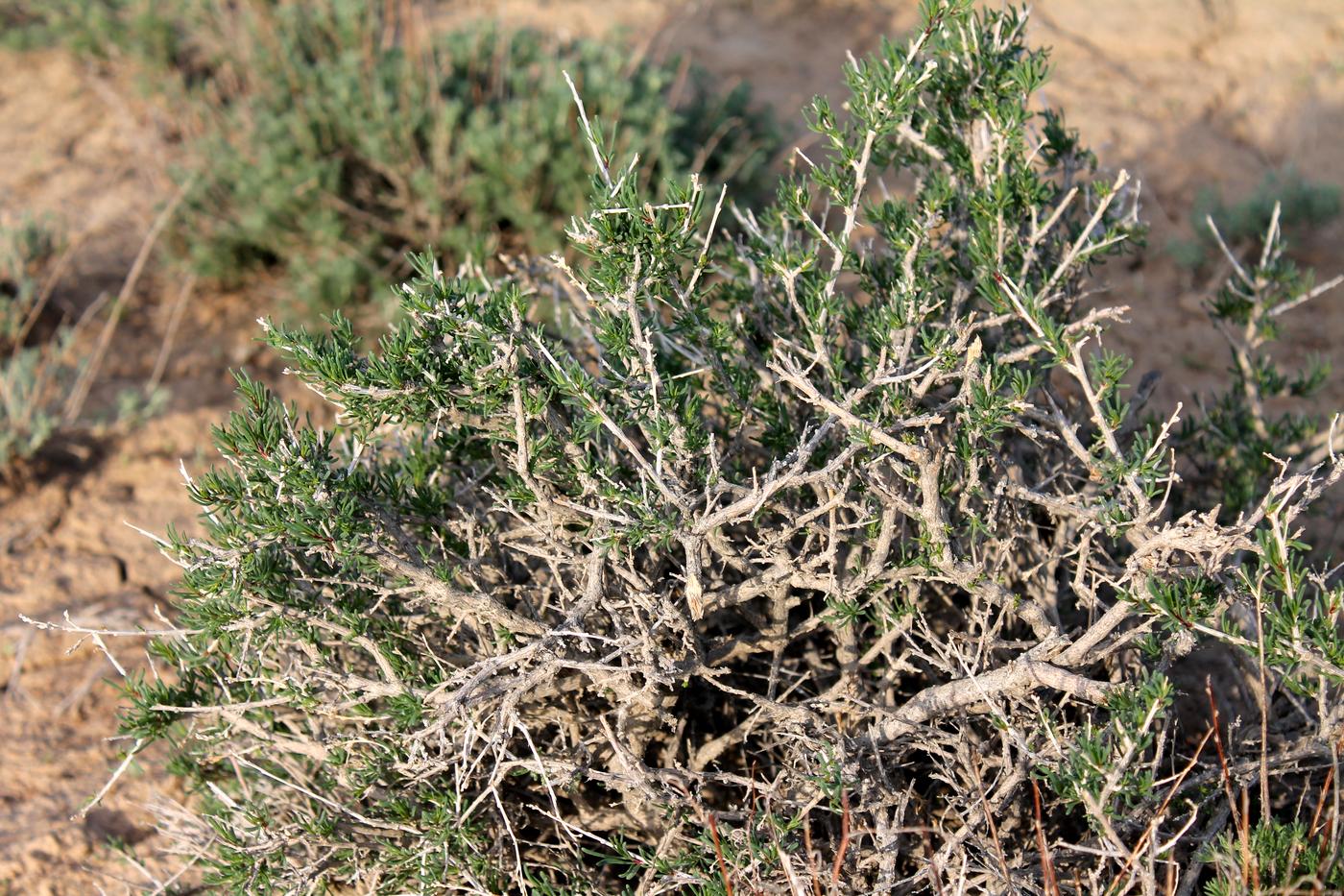 Изображение особи Salsola arbusculiformis.