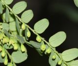 Phyllanthus niruri