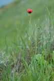 Papaver laevigatum. Цветущее растение. Крым, городской округ Феодосия, окр. пос. Орджоникидзе, северный склон горы Батон, остепнённый луг. 02.05.2021.