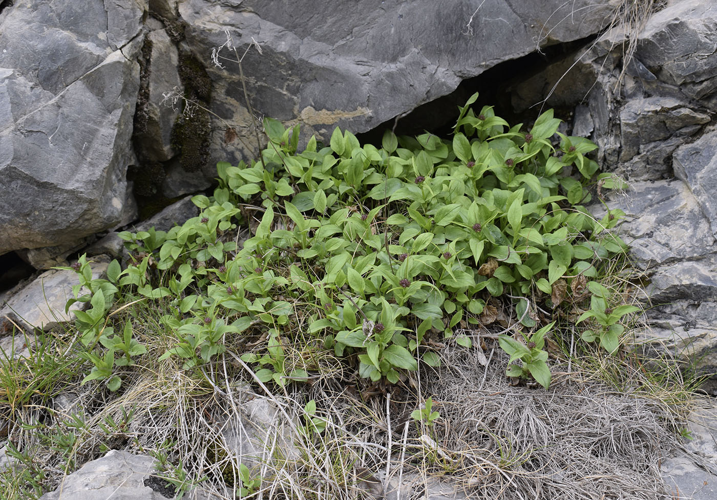 Image of Valeriana montana specimen.