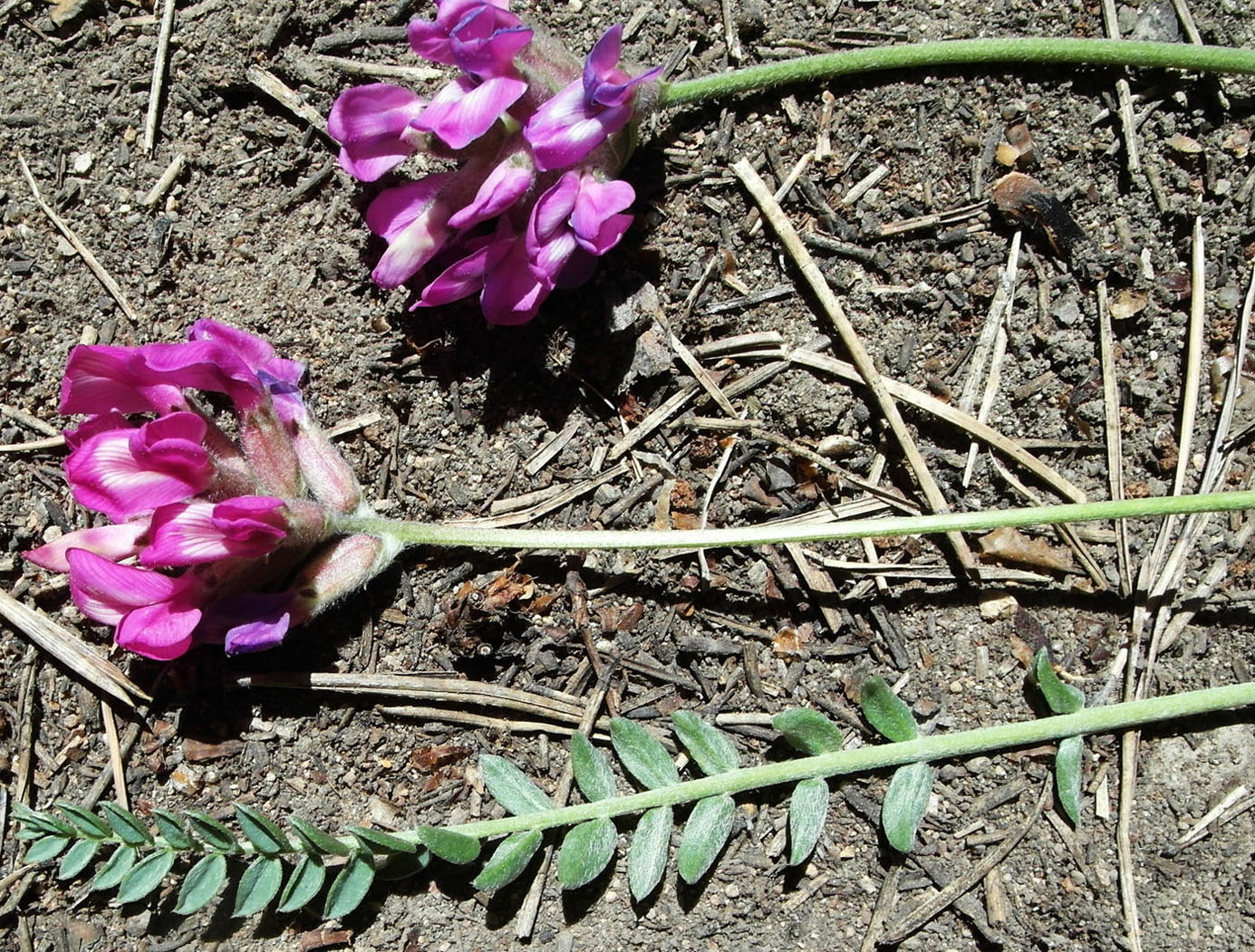 Image of Oxytropis brevicaulis specimen.