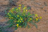 Astragalus longipetalus. Цветущее растение. Астраханская обл., Наримановский р-н, окр. с. Рассвет, берег р. Волга, песчаный пляж. 24.04.2021.