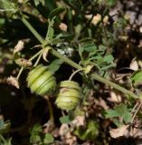 Medicago scutellata. Часть побега с созревающими плодами. Израиль, Нижняя Галилея, г. Верхний Назарет, посадка культурных деревьев на месте сгоревшей в ноябре предыдущего года рощи Pinus halepensis. 22.04.2021.