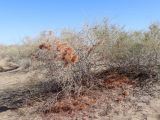 Calligonum × paletzkianum. Плодоносящее растение. Узбекистан, Бухарская обл., Алатский р-н, мелкобугристые пески к северу от оз. Денгизкуль. 26.06.2021.