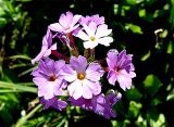 Primula auriculata